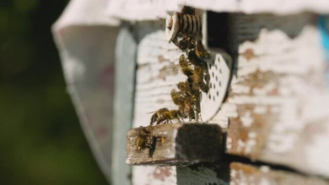 Bees fly to beehive, close up. Bees work near the hive. Concept honey agriculture
