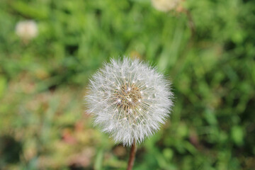 beautiful dandelion