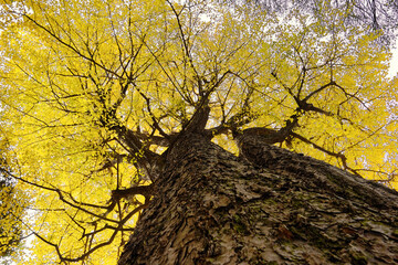 イチョウ巨木の黄葉