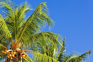 Palmtree and blue sky
