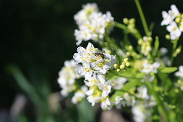 bee in white