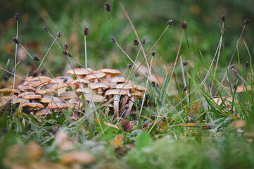 mushrooms on a field