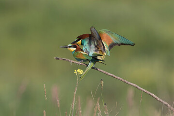 Bienenfresser (Merops apiaster) bei der Paarung