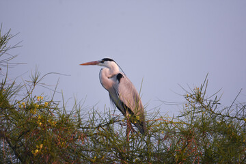 Lovely Egret Bird On Tree. Wild Water Bird In Wildlife . 