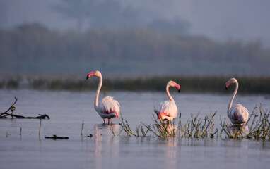 Pink Flamingo In Water. Lake Landscape. Wild Water Birds In Wildlife. Wildlife Photography 