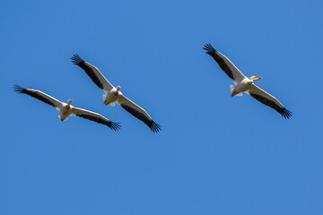 Rosapelikan (Pelecanus onocrotalus)