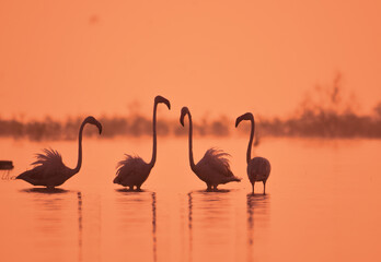 Perfect Start Of Day With Greater Flamingo Birds In Lake In Early Morning Time. Wild Water Birds. Wildlife Photography  
