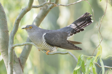 Kuckuck (Cuculus canorus)