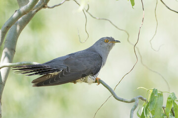 Kuckuck (Cuculus canorus)