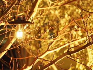 ライトアップされた樹とランプ
