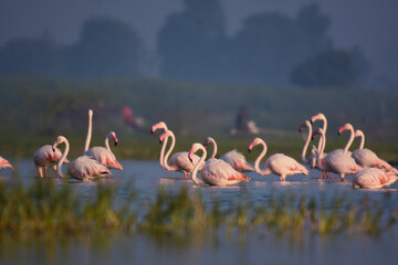 Greater Flamingo Birds In Water. Wild Water Birds . Bird Sanctuary Maharashtra. Wildlife photography  