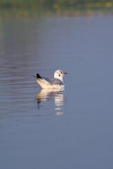 Fototapeta premium Seagull Birds Swimming In Water. Wild Water Birds In Wildlife. Wildlife Photography