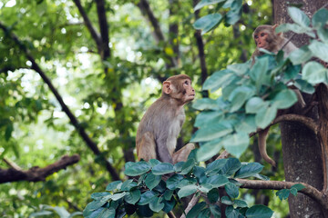 Monkey