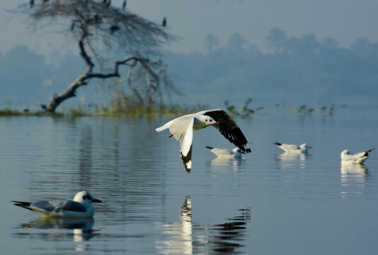 Seagull Birds Group. Wildlife Photography. Wildbirds