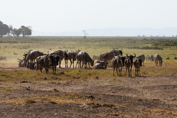 Fototapeta na wymiar KENYA - AUGUST 16, 2018: Two zebras in Amboseli National Park