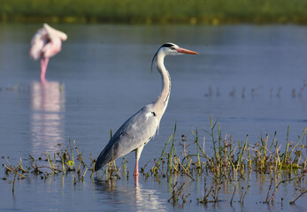 Lovely Egret Bird. Wild Water Birds. Wild Birds Photography. Wildlife Photography