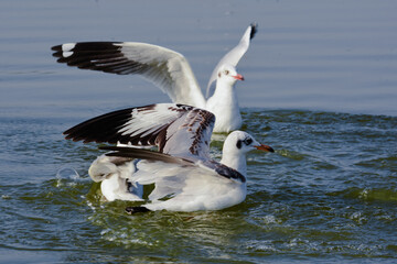 Fototapeta na wymiar Seagull Birds In Water. Water Wild bird photography. Wildlife Photography.