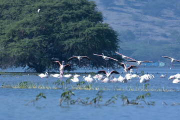 Beautiful Wallpaper With Flamingo Birds and Nature. Wildlife Photography