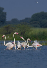 Greater Flamingo Birds. Wild Birds. Wildlife Photography