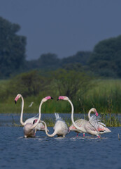 Flamingo Birds In Nature. Wild Birds. Wildlife Photography