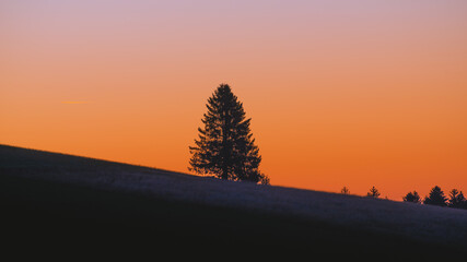 Einsamer Baum in der Morgendämmerung