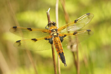 Closeup on an adult Four spotted chaser dragonflu,Libellula quadrimaculata, sitting with open wings