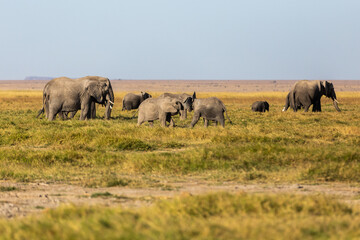 Fototapeta na wymiar KENYA - AUGUST 16, 2018: Elephants in Amboseli National Park