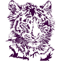 sketch of a tiger
