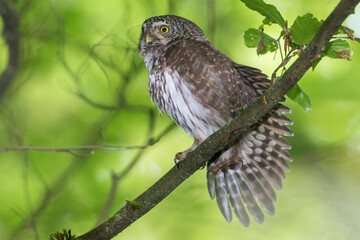 Sperlingskauz (Glaucidium passerinum)