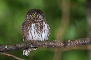 Sperlingskauz (Glaucidium passerinum)
