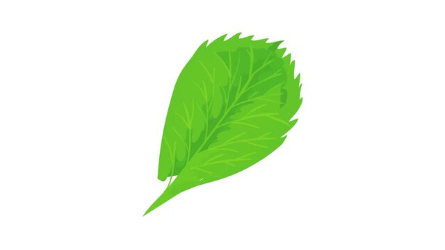 Elm leaf icon animation best cartoon object on white background