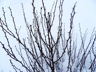 Leaves and twigs macro. Garden and park. Winter season, winter atmosphere. Perfect for wallpaper or background.