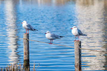 東京都江東区　旧中川の野鳥　カモメ　ゆりかもめ