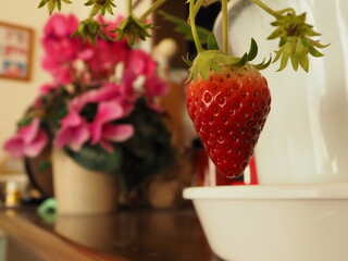 カウンターの上の鉢植えの苺