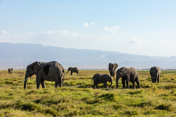 Fototapeta na wymiar KENYA - AUGUST 16, 2018: Family of elephants walking in front of Mt. Kilimanjaro in Amboseli National Park.