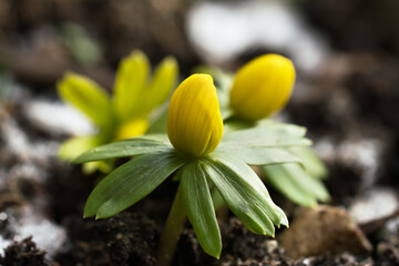 Close up of winter aconite or eranthis flowers in an early stage with a little snow in the background