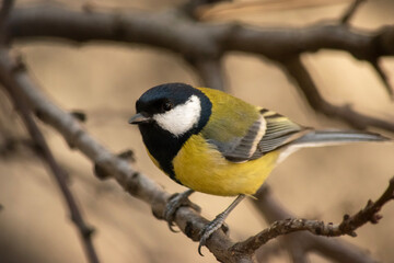 a bird