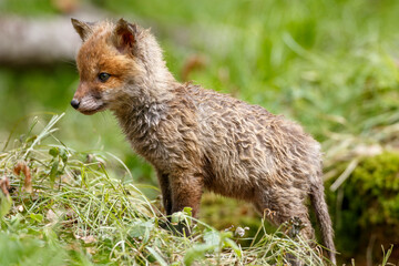 Rotfuchs (Vulpes vulpes) Junger am Bau
