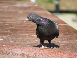 Obraz premium pigeon on the ground