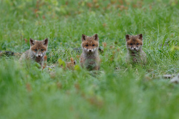 Fototapeta na wymiar Rotfüchse (Vulpes vulpes) Junge