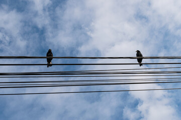 birds on a wire