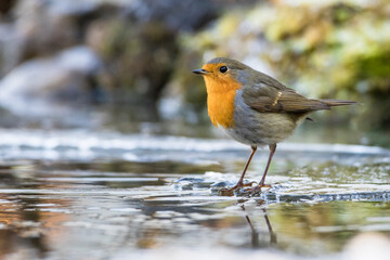 Rotkehlchen (Erithacus rubecula)