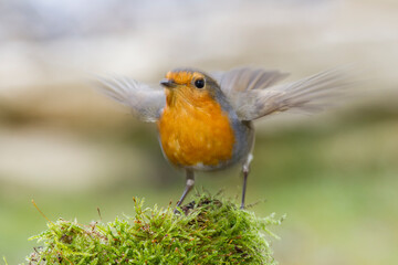 Rotkehlchen (Erithacus rubecula)
