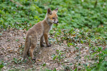 Naklejka premium Rotfuchs (Vulpes vulpes) Junger