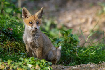Rotfuchs (Vulpes vulpes) Junger