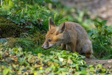 Rotfuchs (Vulpes vulpes) Junger