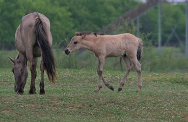 Naklejka na ściany i meble Foal and adult horse on a desert island. Natural habitat. This is a photograph of wild mammals in the wild. Location: Danube Delta. Odessa region, Ukraine.