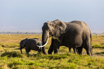 Fototapeta na wymiar KENYA - September 15, 2018: Elephants in Amboseli National Park
