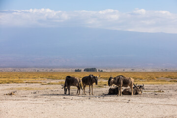 Fototapeta na wymiar KENYA - AUGUST 16, 2018: Wildebeests in Amboseli National Park