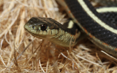 Portrait of a garter snake's head and face. 